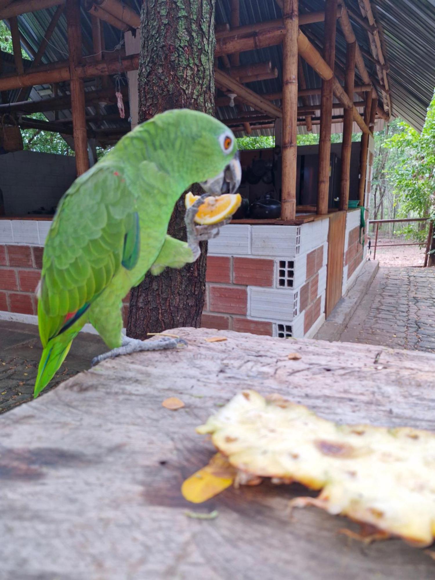 Finca Ecoturistica Los Jagueyes Baraya Exterior foto